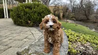 Brooke, a female Cavapoo for sale in Paradise, PA – Photo 5 of 10