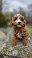 Brooke, a female Cavapoo for sale in Paradise, PA – Photo 10 of 10