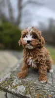 Brooke, a female Cavapoo for sale in Paradise, PA – Photo 9 of 10
