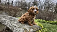 Brooke, a female Cavapoo for sale in Paradise, PA – Photo 6 of 10
