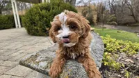 Brooke, a female Cavapoo for sale in Paradise, PA – Photo 7 of 10
