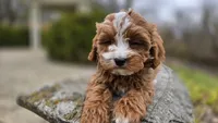 Brooke, a female Cavapoo for sale in Paradise, PA – Photo 3 of 10