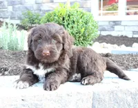 King, a male Portuguese Water Dog for sale in Paradise, PA – 3 of 3