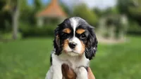Fern, a female Cavalier King Charles Spaniel for sale in Paradise, PA – 8 of 10