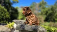 Zeke, a male Cavapoo for sale in Paradise, PA – 4 of 10