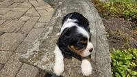 Jace, a male Cavalier King Charles Spaniel for sale in Paradise, PA – 4 of 10