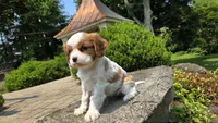 Joy, a female Cavalier King Charles Spaniel for sale in Paradise, PA – 5 of 10