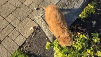 Bryce, a male Cavapoo for sale in Paradise, PA – 5 of 10