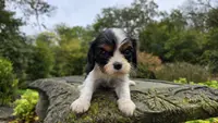 Nora, a female Cavalier King Charles Spaniel for sale in Paradise, PA – Photo 7 of 10