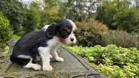 Nora, a female Cavalier King Charles Spaniel for sale in Paradise, PA – Photo 5 of 10