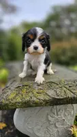 Nora, a female Cavalier King Charles Spaniel for sale in Paradise, PA – Photo 8 of 10