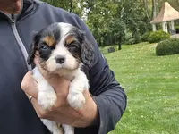 Nora, a female Cavalier King Charles Spaniel for sale in Paradise, PA – Photo 3 of 10