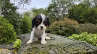 Nora, a female Cavalier King Charles Spaniel for sale in Paradise, PA – Photo 4 of 10