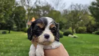 Nora, a female Cavalier King Charles Spaniel for sale in Paradise, PA – Photo 2 of 10