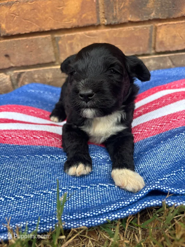 Emmy – Portuguese Water Dog puppy for sale in Paradise, PA