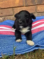 Emmy, a male Portuguese Water Dog for sale in Paradise, PA – 1 of 7
