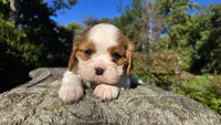 Harvey, a male Cavalier King Charles Spaniel for sale in Paradise, PA – 6 of 10