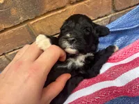 Jenny, a male Portuguese Water Dog for sale in Paradise, PA – 3 of 9