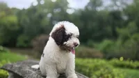 Kash, a male Portuguese Water Dog for sale in Paradise, PA – 10 of 10