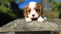 Hope , a female Cavalier King Charles Spaniel for sale in Paradise, PA – 5 of 10
