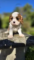 Harvey, a male Cavalier King Charles Spaniel for sale in Paradise, PA – 3 of 10