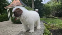 Kash, a male Portuguese Water Dog for sale in Paradise, PA – 3 of 10