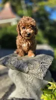 Zeke, a male Cavapoo for sale in Paradise, PA – 9 of 10