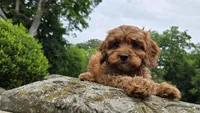 Iyla, a female Cavapoo for sale in Paradise, PA – 7 of 10