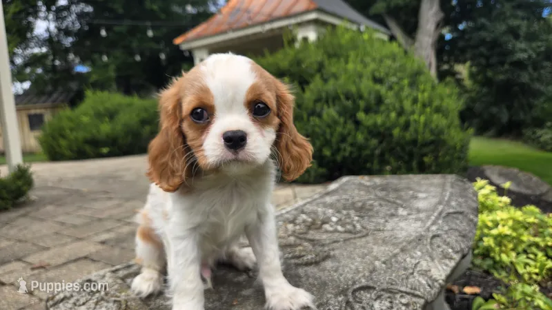 Frank – Cavalier King Charles Spaniel puppy for sale in Paradise, PA