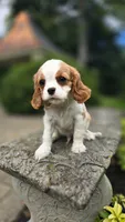 Frank, a male Cavalier King Charles Spaniel for sale in Paradise, PA – 3 of 10