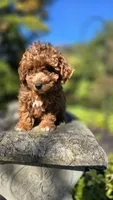 Zeke, a male Cavapoo for sale in Paradise, PA – 6 of 10