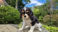 Fern, a female Cavalier King Charles Spaniel for sale in Paradise, PA – 7 of 10