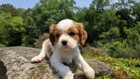 Joy, a female Cavalier King Charles Spaniel for sale in Paradise, PA – 9 of 10