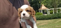 Joy, a female Cavalier King Charles Spaniel for sale in Paradise, PA – 2 of 10
