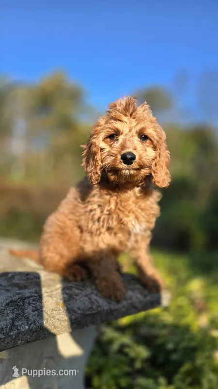 Kyle – Cavapoo puppy for sale in Paradise, PA