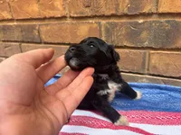 Stewie, a male Portuguese Water Dog for sale in Paradise, PA – 3 of 8
