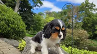 Fern, a female Cavalier King Charles Spaniel for sale in Paradise, PA – 3 of 10