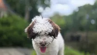 Kash, a male Portuguese Water Dog for sale in Paradise, PA – 9 of 10