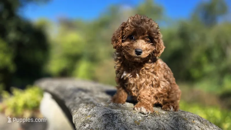 Zeke – Cavapoo puppy for sale in Paradise, PA