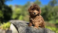 Zeke, a male Cavapoo for sale in Paradise, PA – 1 of 10