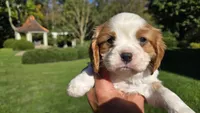 Hank, a male Cavalier King Charles Spaniel for sale in Paradise, PA – 4 of 10
