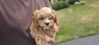 Ian, a male Cavapoo for sale in Paradise, PA – 6 of 10