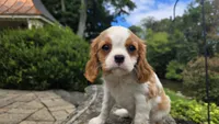 Frank, a male Cavalier King Charles Spaniel for sale in Paradise, PA – 4 of 10