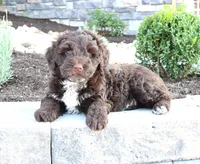 Kelly, a female Portuguese Water Dog for sale in Paradise, PA – 4 of 4