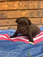 Benji, a male Portuguese Water Dog for sale in Paradise, PA – 3 of 8
