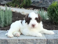 Kash, a male Portuguese Water Dog for sale in Paradise, PA – 4 of 4