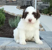 Kash, a male Portuguese Water Dog for sale in Paradise, PA – 2 of 4