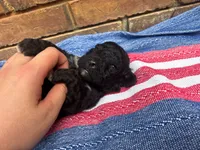Ollie, a male Portuguese Water Dog for sale in Paradise, PA – 7 of 10