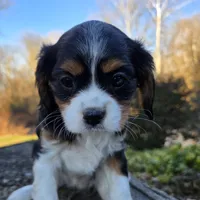 Vicky, a female Cavalier King Charles Spaniel for sale in Paradise, PA – Photo 6 of 10