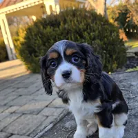 Vicky, a female Cavalier King Charles Spaniel for sale in Paradise, PA – Photo 7 of 10